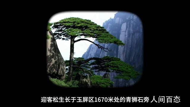 千年黄山迎客松每年都在长高 树龄至少已有800年