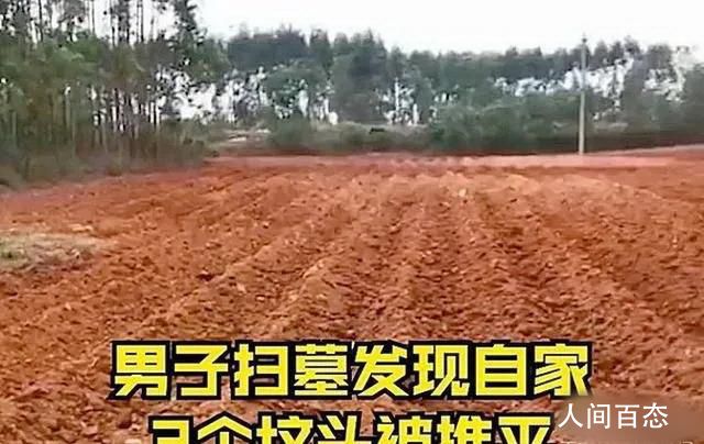 男子扫墓发现自家坟头被推平种甘蔗 实在是令人气愤