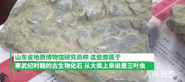 10岁男孩游玩时发现古生物化石 引起了众多网友的围观