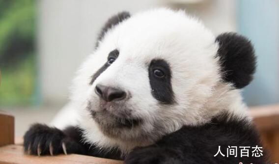 四只秦岭熊猫宝宝名字 秦韵、秦秀、秦美、秦华