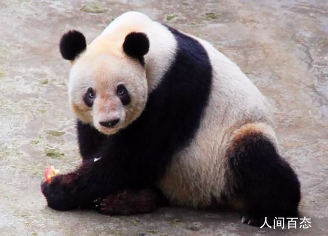 全球最长寿圈养大熊猫去世 经全力救治无效于12月8日中午13:25死亡