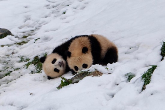 41գйèоƺصֻСèѩˣ»  