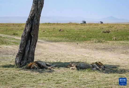 ����7��31�գ��ڿ����������������ұ�������ʨ���ڲ�ԭ����Ϣ���»������ ���� ��