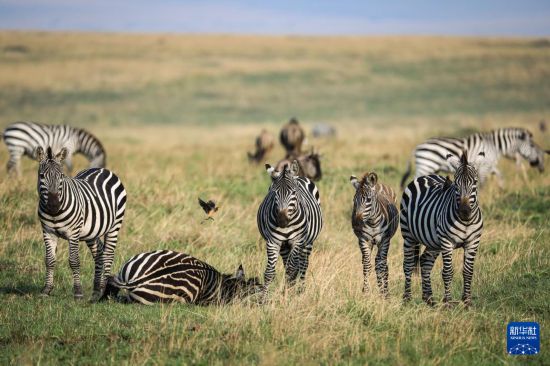 ����7��29�գ��ڿ����������������ұ������������ڲ�ԭ�ϻ���»������ ���� ��