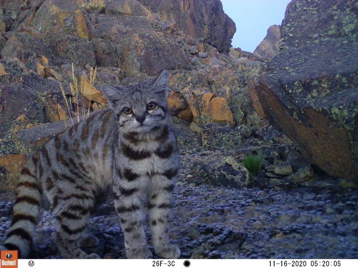 ʥѩɽ⵽İ˹è³ҵͼ