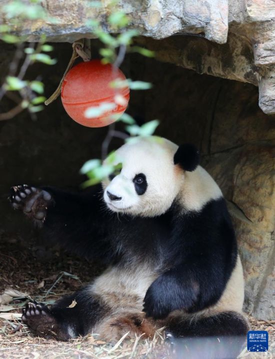 ����11��10�գ�����è���������ڰĴ����ǰ������¶���԰��ˣ���»������ ��ƽ ��