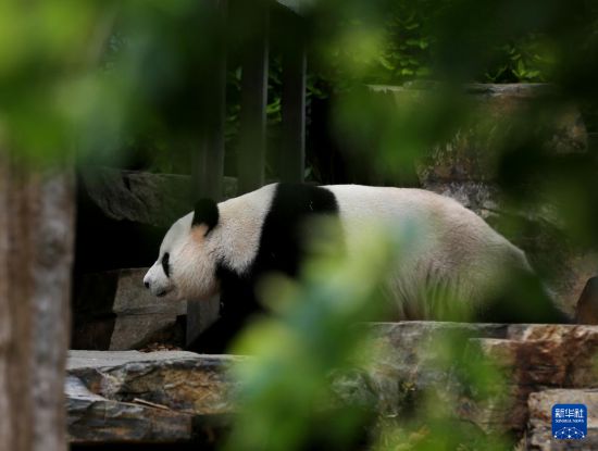 ����11��10�գ�����è������ڰĴ����ǰ������¶���԰ɢ�����»������ ��ƽ ��