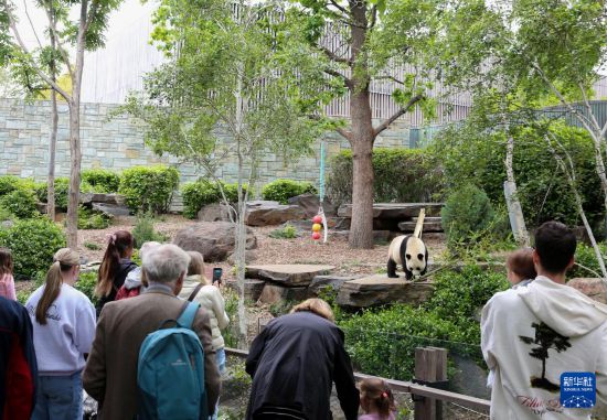 ����11��10�գ��ο��ڰĴ����ǰ������¶���԰�ۿ�����è���»������ ��ƽ ��