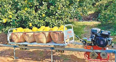 �ϸ�������ֲ���أ�����ɽ�ع�԰��������ڹ����С����������� �������