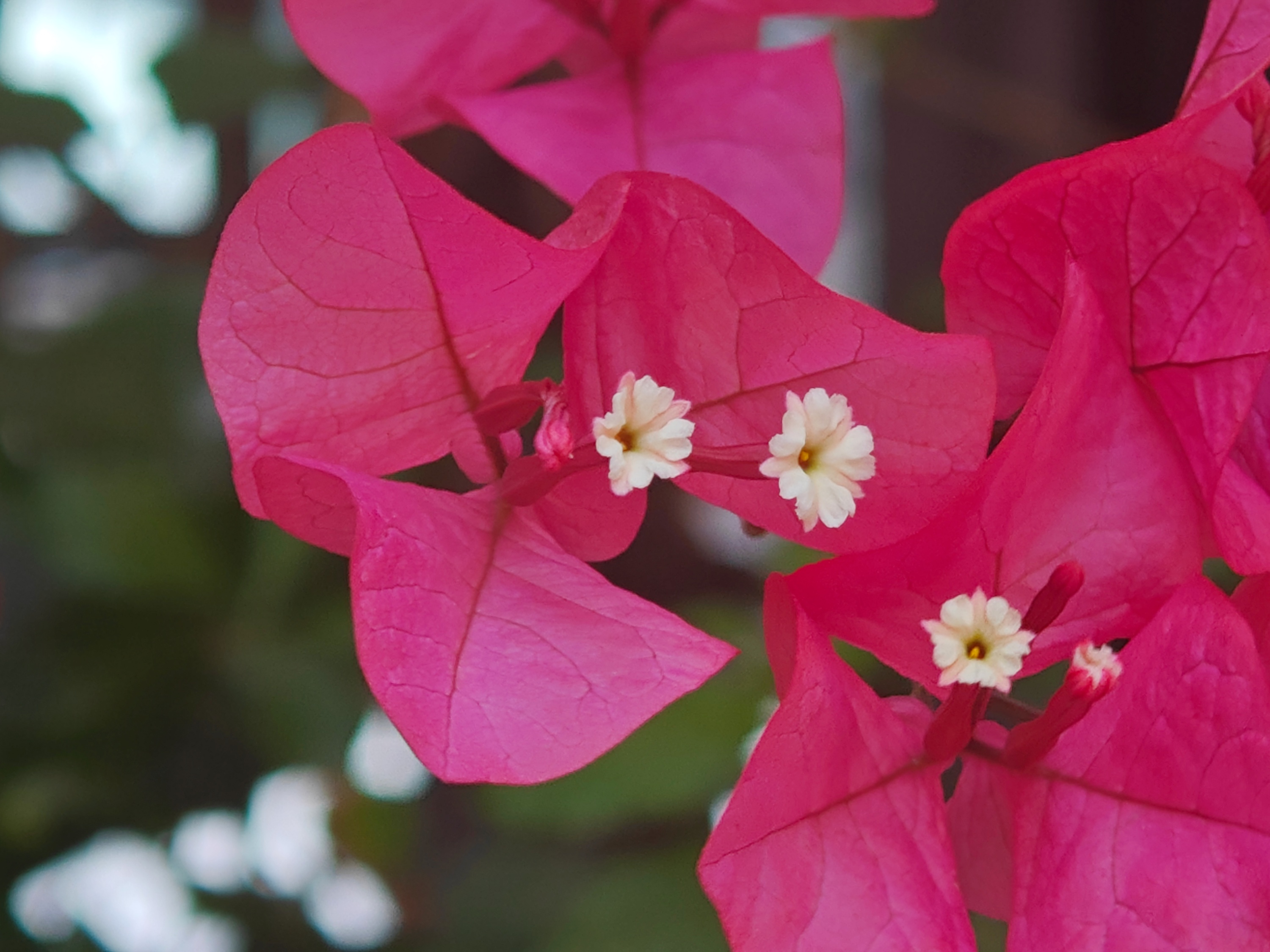 ����÷�Ļ�λ�ڰ�Ƭ�м䣬ͨ��Ϊ��ɫ�򵭻�ɫ������������ ���ŵ���