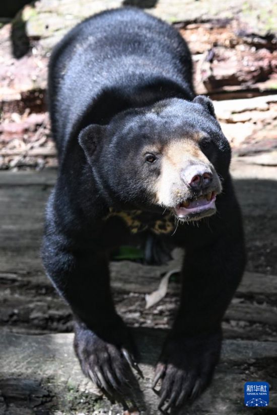 ����1��19������������ɳ���ݶ���������ɽ�������������������ܱ������������һֻ�����ܡ��»������ ��һ�� ��