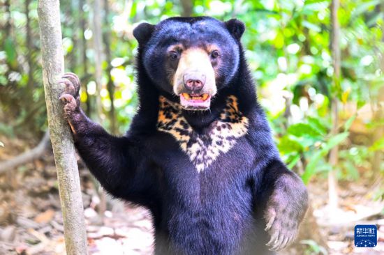 ����1��19������������ɳ���ݶ���������ɽ�������������������ܱ������������һֻ�����ܡ��»������ ��һ�� ��