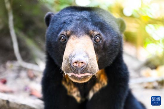 ����1��19������������ɳ���ݶ���������ɽ�������������������ܱ������������һֻ�����ܡ��»������ ��һ�� ��