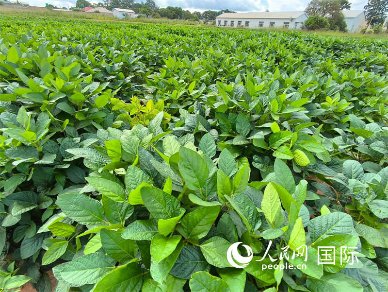 ���̵Ķ��糤��ϲ�� ���������߻�������