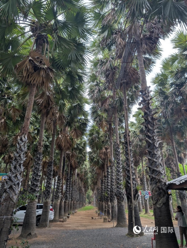 ����ķ�����������ֲ��Ҭ���֡����������� ���Ԩ��