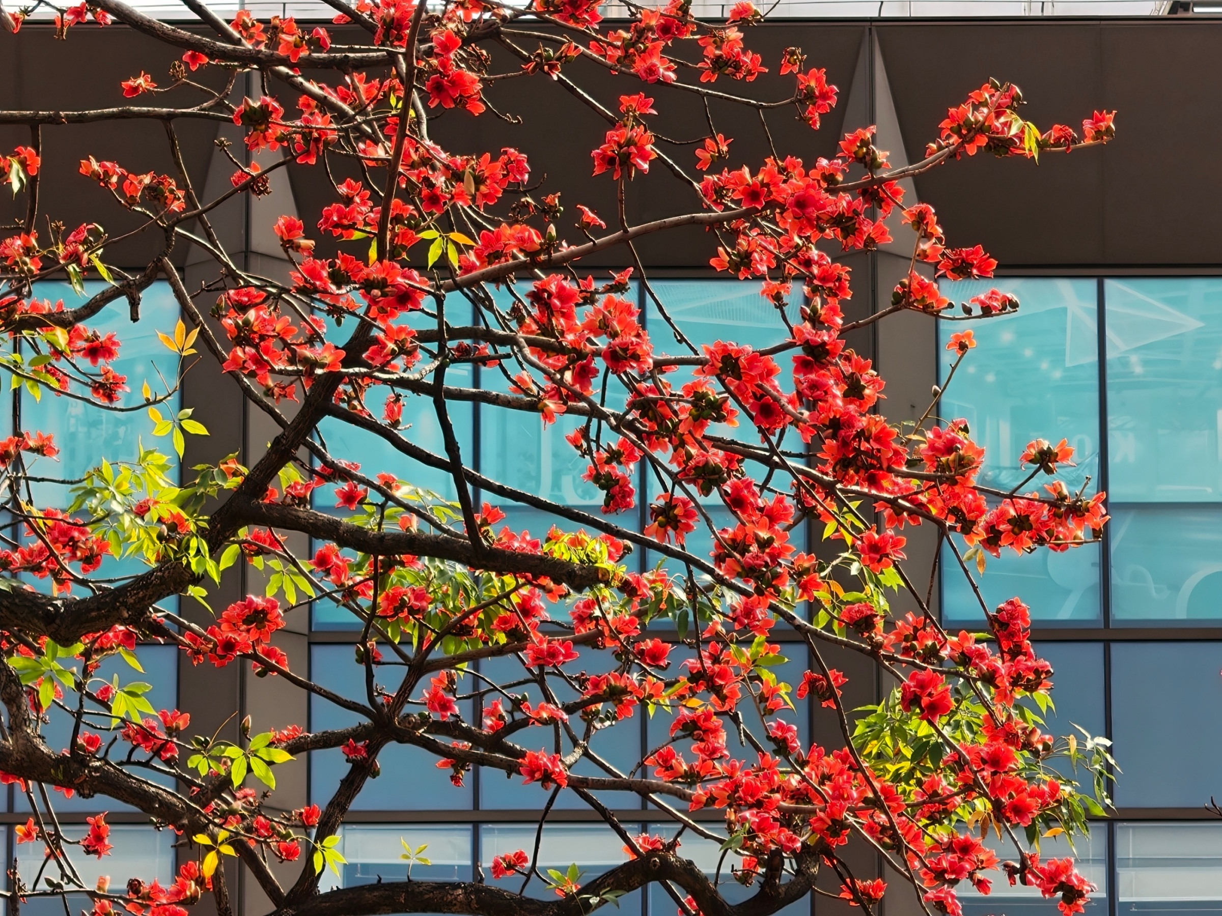 �ڹ�����Խ������ͷ��ľ�޻�ʢ�š����������� ���ŵ���