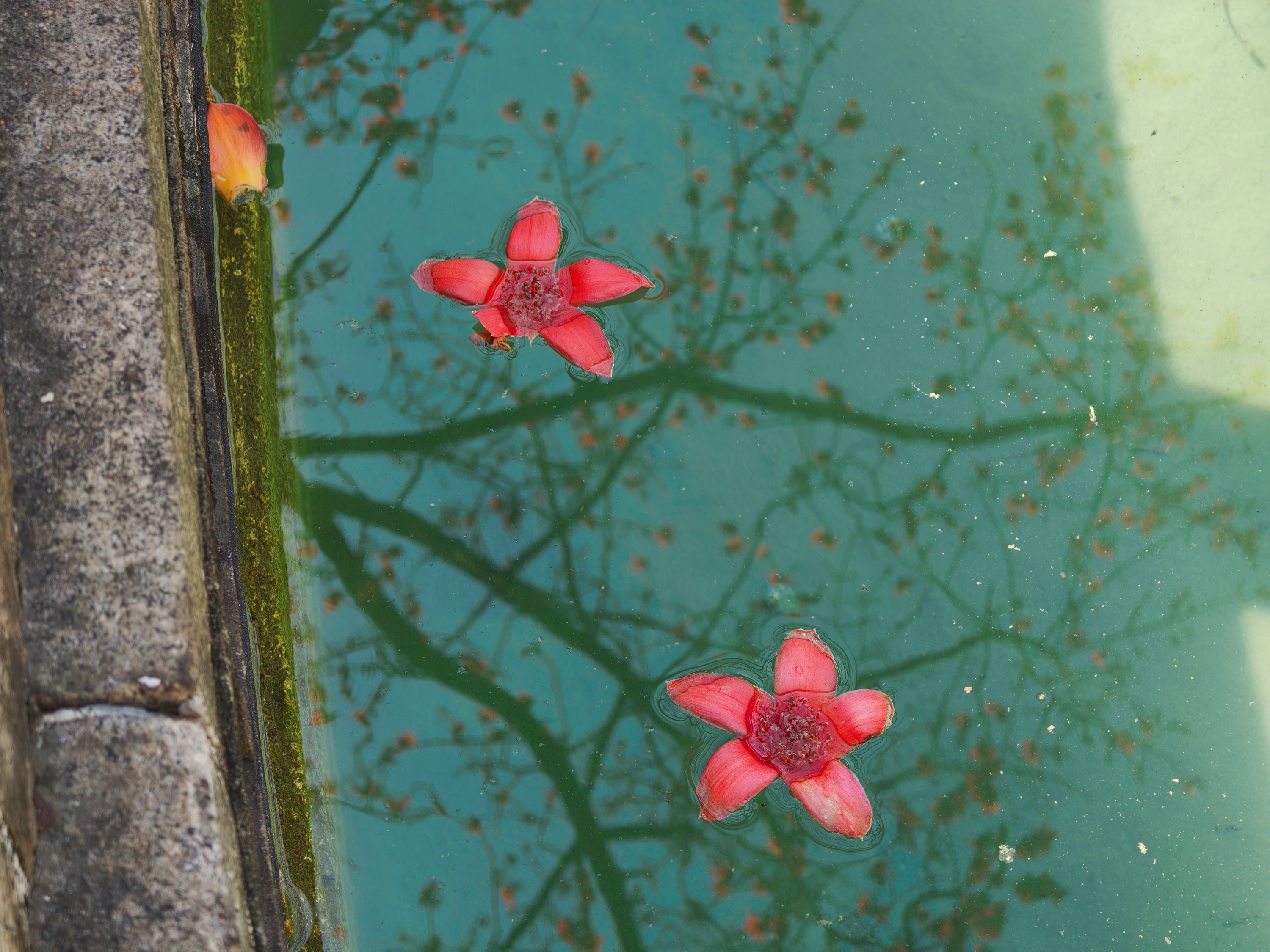 ��ũ������������أ�ľ�޵�Ӱ����е�ľ�޻���ӳ�ģ�������ζ������������ ���ŵ���