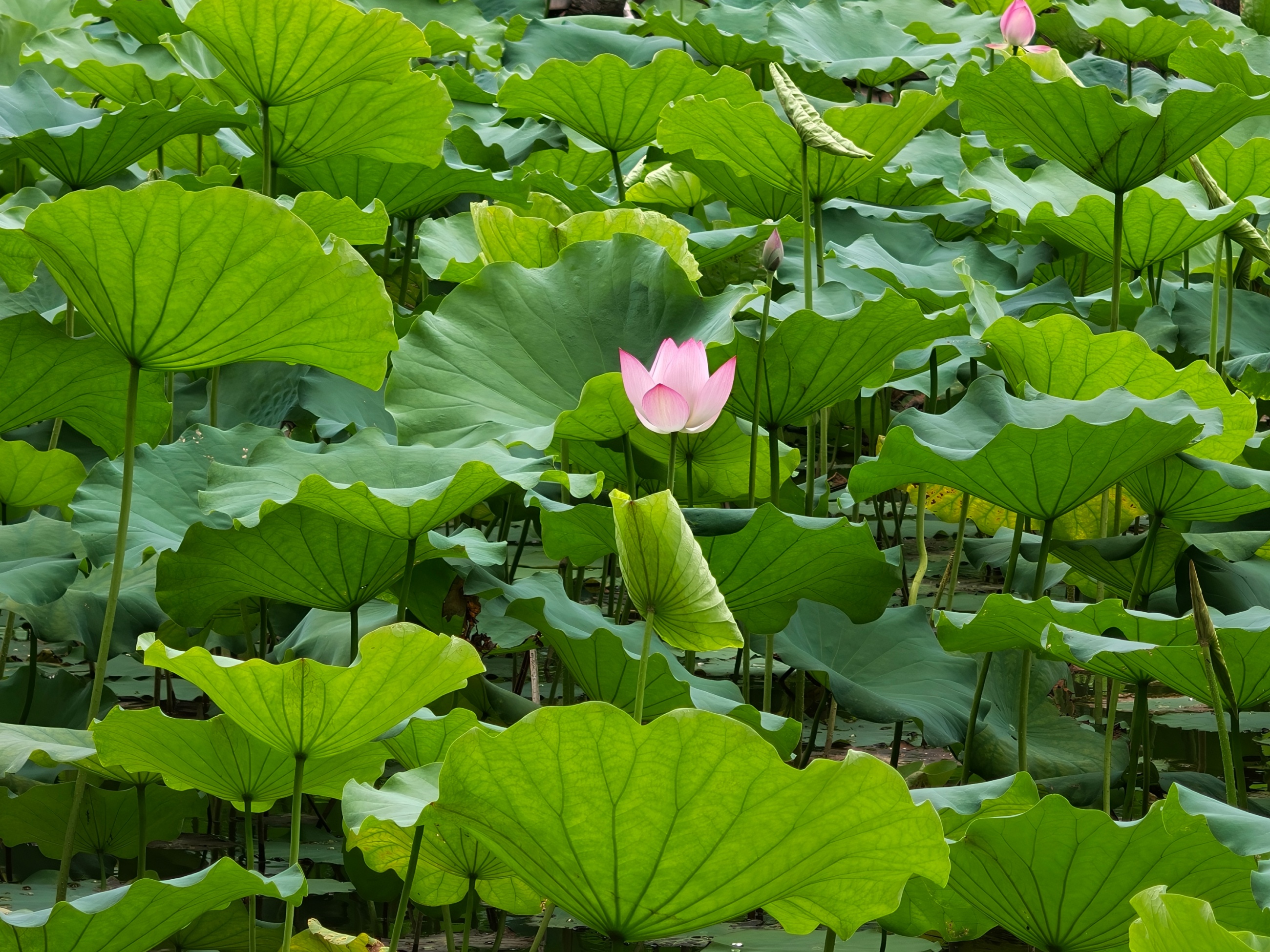 ���̲����е�һĨ�졣���������� ���ŵ���