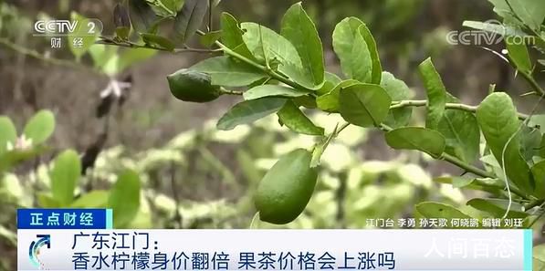 柠檬身价暴涨 香水柠檬销路如何呢