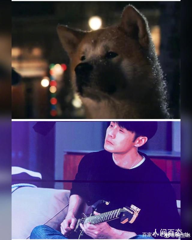 李荣浩与柴犬对比图 官方吐槽最为致命